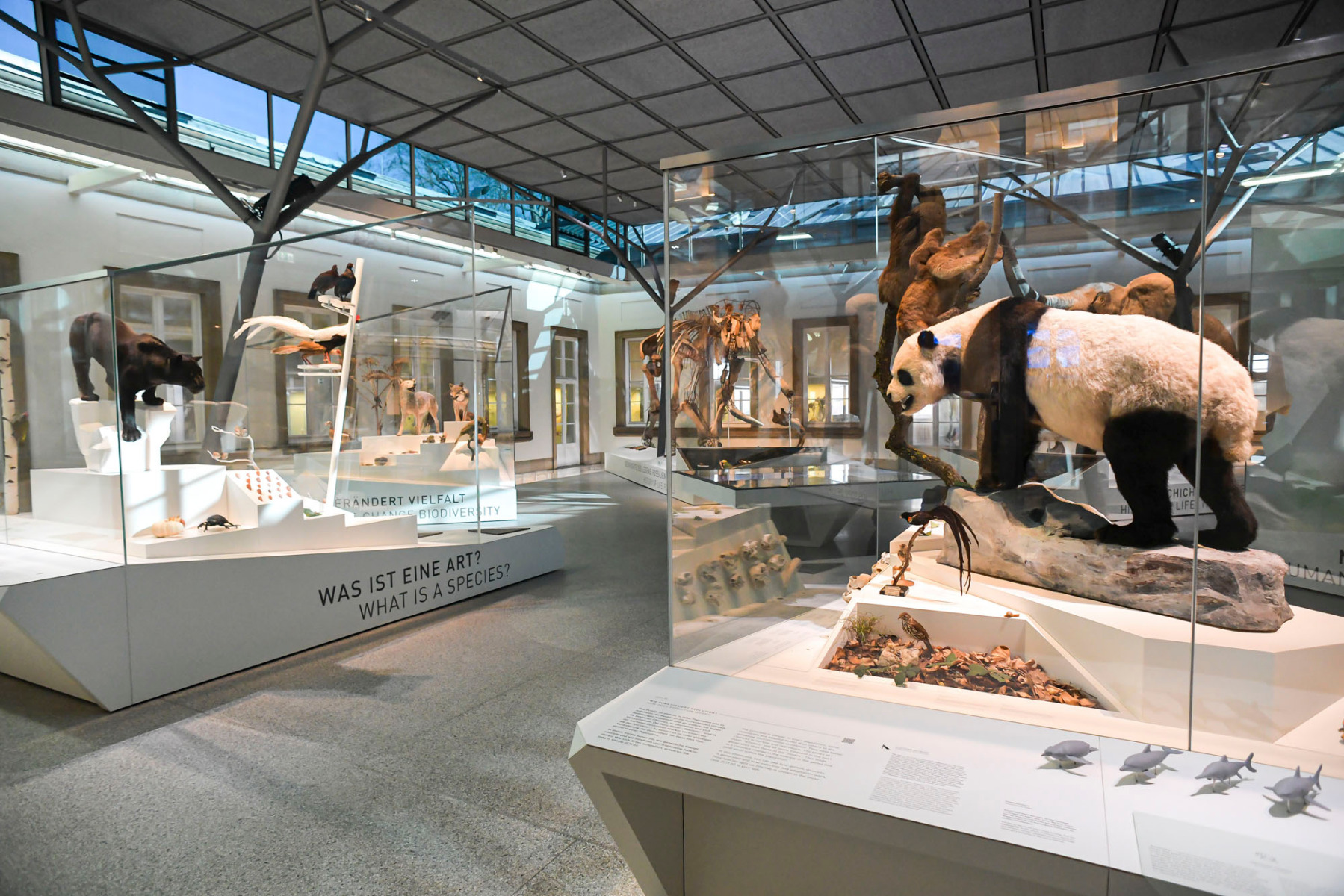 https://detail-cdn.s3.eu-central-1.amazonaws.com/media/catalog/product/0/1/01-naturkundemuseum-stuttgart-umgestaltung-raa.jpg?width=437&height=582&store=de_de&image-type=image