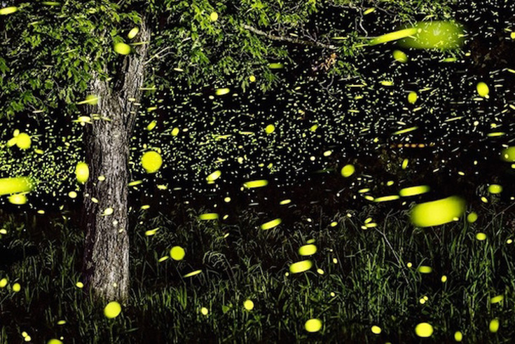 Natur-Design: Glühwürmchen-Park in China