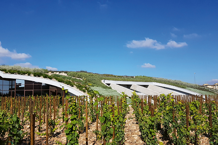 Barrel Roof Greening of a Winery