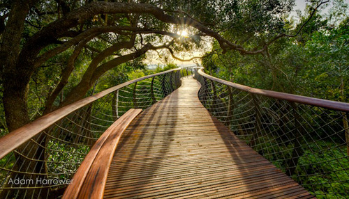 https://detail-cdn.s3.eu-central-1.amazonaws.com/media/catalog/product/c/e/centenary-tree-canopy-walk-south-africa-2_1.jpg?width=437&height=582&store=de_en&image-type=image