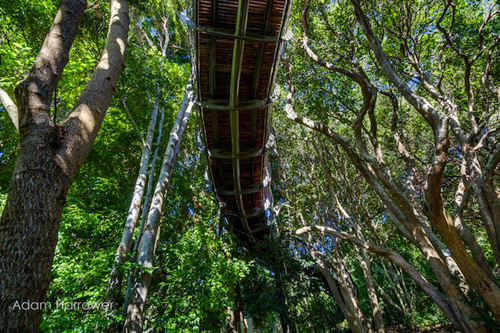 https://detail-cdn.s3.eu-central-1.amazonaws.com/media/catalog/product/c/e/centenary-tree-canopy-walk-south-africa-9_1.jpg?width=437&height=582&store=de_en&image-type=image