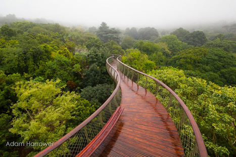 https://detail-cdn.s3.eu-central-1.amazonaws.com/media/catalog/product/c/s/csm_centenary-tree-canopy-walk-south-africa-1_371d9d6658_1.jpg?width=437&height=582&store=de_en&image-type=image