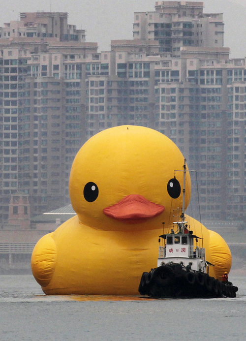 01 duck.JPG