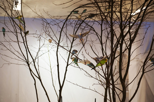 02-table birds birds in the trees