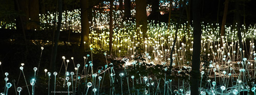 05-munro Light flowers