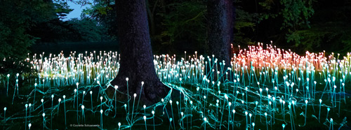08-munro Light stalks